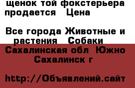 щенок той-фокстерьера продается › Цена ­ 25 000 - Все города Животные и растения » Собаки   . Сахалинская обл.,Южно-Сахалинск г.